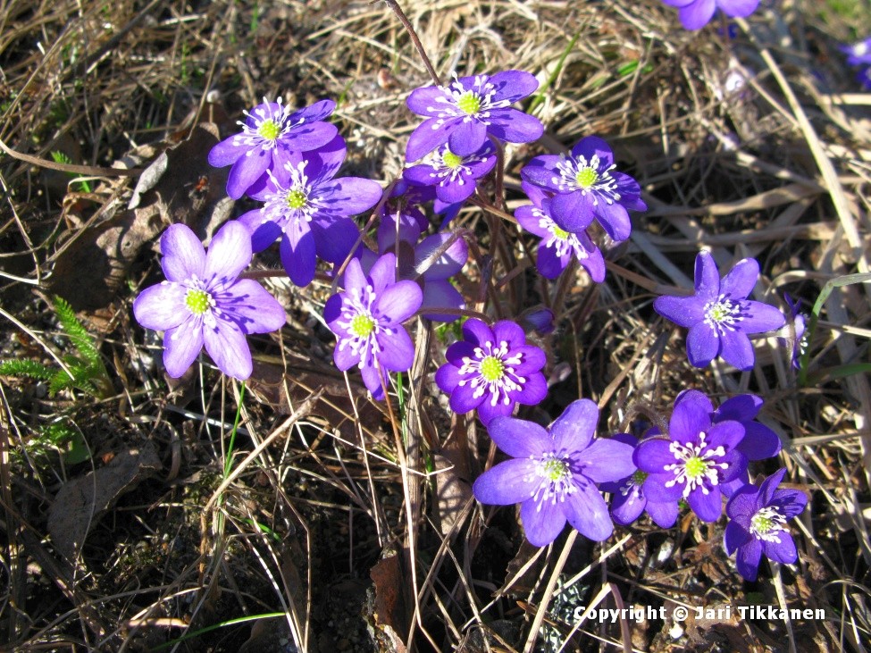 Päivän kuva Sinivuokkoja