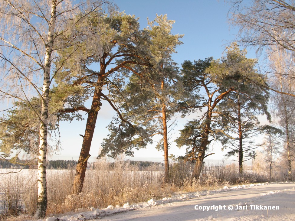 Päivän kuva Väärninsaaren tien vartta