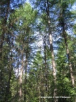 Valokuva