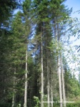 Valokuva