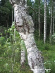 Valokuva