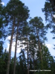 Valokuva