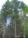 Valokuva
