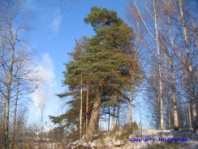 Valokuva